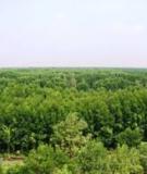 Kỹ thuật trồng rừng
