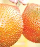 Tăng cường miễn dịch cho cơ thể