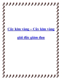 Cây kim vàng – Cây kim vàng giải độc giảm đau