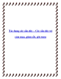 Tác dụng cây sắn dây – Cây sắn dây trị cảm mạo, giảm sốt, giã rượu
