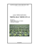 Giáo trình Trồng rau nhóm ăn lá - Nghề: Trồng rau an toàn