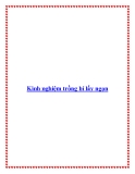 Kinh nghiệm trồng bí lấy ngọn