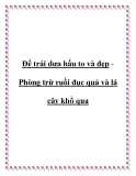 Để trái dưa hấu to và đẹp-  Phòng trừ ruồi đục quả và lá cây khổ qua