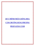 Quy trình nhân giống hoa cẩm chướng bằng phương pháp giâm cành