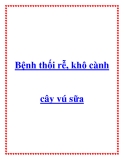 Bệnh thối rễ, khô cànhcây vú sữa