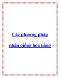Các phương pháp nhân giống hoa hồng