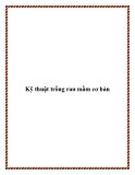 Kỹ thuật trồng rau mầm cơ bản