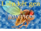 Bài giảng Liên kết gen và hoán vị gen chi tiết, chuẩn nhất