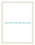 Chọn Cô Đơn -Chiếc Hộp Của Sự Sống