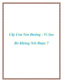 Cây Con Ven Đường - Vì Sao Bò Không Nói Được ?