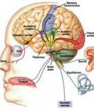 Sinh lý học Người và Động vật Tập 1: Trịnh Hữu Hằng, Đỗ Công Huỳnh (Phần 1)
