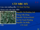Bài thuyết trình Cây bạc hà
