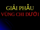 Bài giảng Giải phẫu: Vùng chi dưới