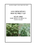 Giáo trình Bảo vệ thực vật MĐ05: Kinh nghiệm trồng cây bông vải hiệu quả