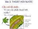 Thoát hơi nước: Bài giảng Bài 3 chi tiết