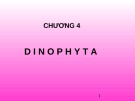 Bài giảng Dinophyta (Tảo giáp) Chương 4: Chi tiết và đầy đủ nhất