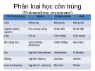 Bài giảng Phân loại học Côn trùng Chương 5: Tổng hợp kiến thức