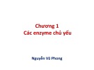 Các Enzyme chủ yếu: Bài giảng Chương 1 - Nguyễn Vũ Phong