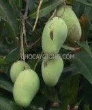 Sâu bệnh hại trên cây Xoài