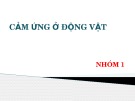 Bài thuyết trình nhóm: Cảm ứng ở động vật