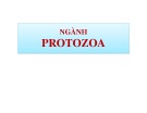 Bài giảng Cổ sinh vật học: Chương 5 - Ngành Protozoa