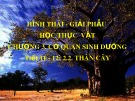 Bài giảng Hình thái giải phẫu học thực vật - Chương 3: Cơ quan sinh dưỡng (Thân cây)