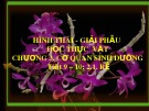 Bài giảng Hình thái giải phẫu học thực vật - Chương 3: Cơ quan sinh dưỡng (Rễ)