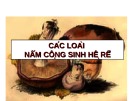 Bài giảng Sinh học và kỹ thuật trồng nấm - Bài: Các loài nấm cộng sinh hệ rễ