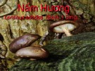Bài giảng Sinh học và kỹ thuật trồng nấm - Bài: Nấm hương
