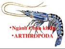 Bài giảng Sinh học - Bài: Ngành Chân khớp