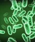 Giáo trình Vi sinh công nghiệp Phần 1: [Mô tả/ Định tính - Ví dụ: Tổng quan, Chi tiết...]