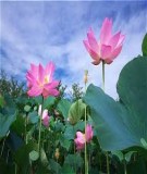 Đề cương ôn tập Cơ sở văn hóa Việt Nam: Kinh nghiệm và tài liệu chuẩn nhất