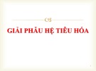 Bài giảng Giải phẫu hệ tiêu hóa