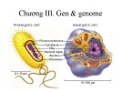 Bài giảng Sinh học phân tử: Chương 3 (Nguyễn Quốc Trung) - Tổng hợp kiến thức