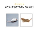 Bài giảng Sinh học phân tử: Chương 5 - Nguyễn Quốc Trung (Full)