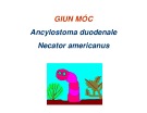 Bài giảng Giun móc Ancylostoma duodenale Necator americanus chi tiết nhất