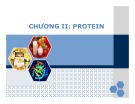 Bài giảng Sinh hoá cơ sở: Protein - PGS.TS. Ngô Đại Nghiệp và TS. Nguyễn Thị Hồng Thương