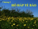 Bài giảng Sinh học đại cương - Chương 5: Hô hấp tế bào