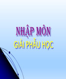 Bài giảng Nhập môn giải phẫu học