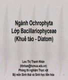 Bài giảng Thực vật học: Ngành Ochrophyta Lớp Bacillariophyceae (Khuê tảo - Diatom) - Lưu Thị Thanh Nhàn