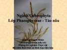 Bài giảng Thực vật học: Ngành Ochrophyta Lớp Phaeophyceae - Tảo nâu - Lưu Thị Thanh Nhàn