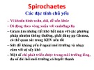 Bài giảng Vi sinh thú y (Phần 2): Chương 5 - ThS. Đinh Thị Lan Anh