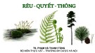 Bài giảng Rêu, quyết và thông - TS. Phạm Hà Thanh Tùng
