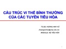 Bài giảng Cấu trúc vi thể bình thường của các tuyến tiêu hóa - TS.BS. Hoàng Anh Vũ