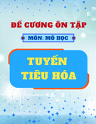 Đề cương ôn tập môn Mô học: Tuyến tiêu hoá (Có đáp án)