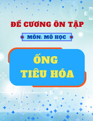 Đề cương ôn tập môn Mô học: Ống tiêu hoá (Có đáp án)