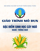 Giáo trình mô đun Đặc điểm sinh học cây ngô (Nghề Trồng ngô)