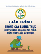 Giáo trình Trồng cây lương thực (Chuyên ngành Khoa học cây trồng, Trồng trọt và BVTV - Trình độ: Cao đẳng, Trung cấp) - Trường CĐ Nông Lâm Đông Bắc