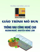 Giáo trình mô đun Trồng rau công nghệ cao (Ngành/Nghề: Khuyến nông lâm - Trình độ: Cao đẳng) - Trường CĐ Lào Cai