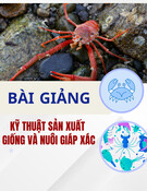 Bài giảng kỹ thuật sản xuất giống và nuôi giáp xác